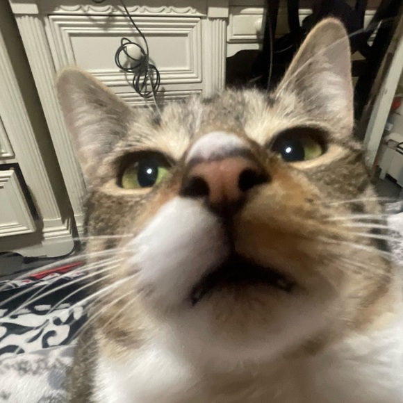 Meet Your Posher, DD! - Picture 2 of 2